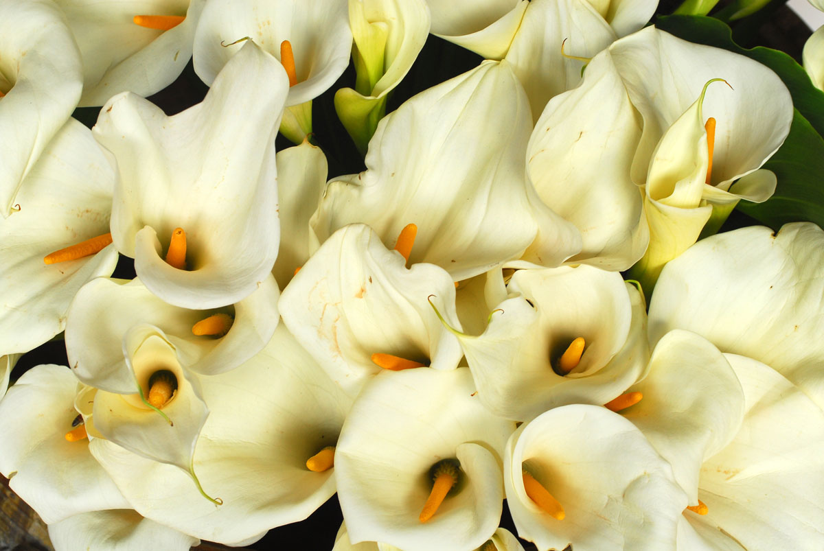 20171005235627-c337c813116e90679a884823b95ac2ac