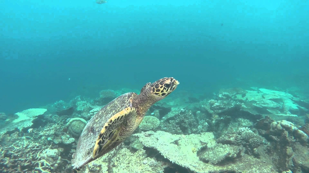 20171222105137-9f8793a8c08cbdb74c26a1ddeae9b023