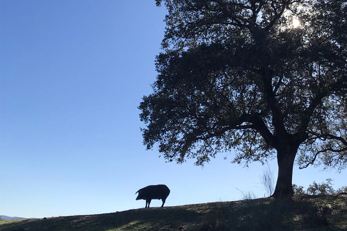 20191123152637-4470f005618d16a4a65b0fc02d6a5c0b