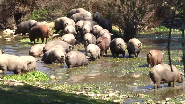 20200521184109-fba47d97ffbcec2b0be1fe7d381f8c1c