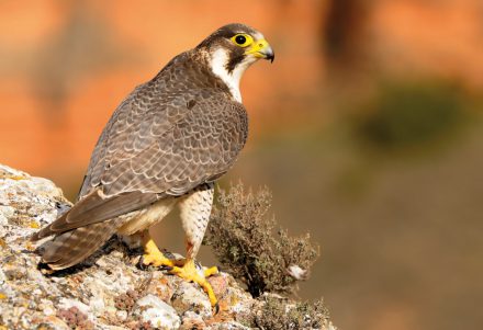 20220628114221-ffcdbd93af3fc18a60341bb23fd482ec